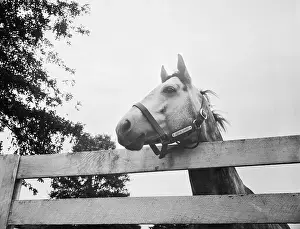 Rail Fence Prints: Racehorse Native Dancer