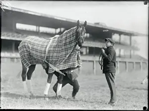 Racehorse Posing In His Blanket