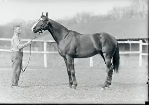 Racehorse Posing With Stable Worker