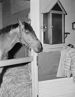 Racehorse Prints: Racehorse Seabiscuit