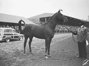 Racehorse Prints: Racehorse Standing at Race Track