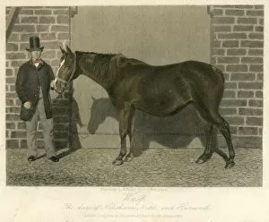 Racehorse Gallery: Racehorse Wasp dam of Neasham 19th century engraving