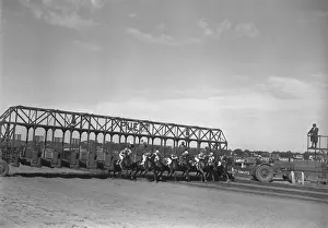 Racehorses coming out of starting gate, (B&W)