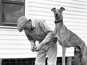 Racing Greyhound Gets A Manicure