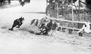 Greyhound Prints: Racing Greyhounds