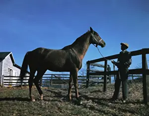 Middleburg Prints: Racing Horse with Groom