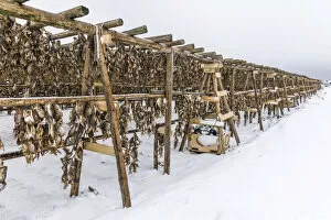 Images Dated 4th February 2013: Racks with dried cod near Hafnarfjordur, Reykjanes, Iceland