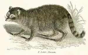 Images Dated 3rd April 2017: Racoon engraving 1803
