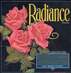 Rose Prints: Radiance Brand