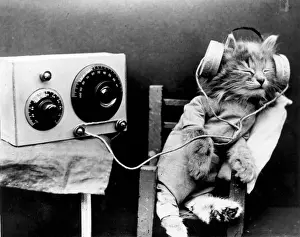 Enjoyment Prints: Radio Cat
