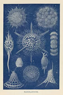 Images Dated 29th October 2018: Radiolarians chromolithograph 1896