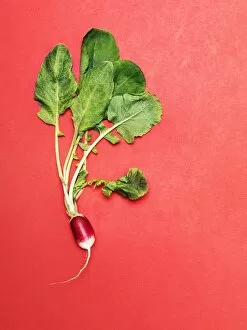 Denmark Collection: Radish with leaves
