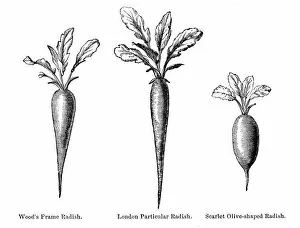 Images Dated 12th July 2016: Radish vegetable engraving 1874