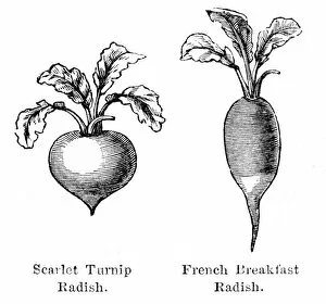 Images Dated 10th July 2016: Radish vegetable engraving 1874