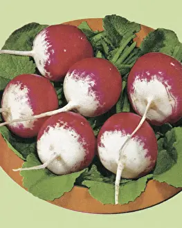 Medium Group Of Obje Prints: Radishes