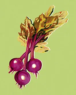 Number Of Objects Prints: Radishes