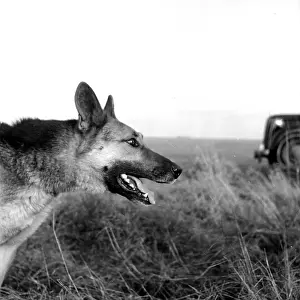 Prints of 7th February 1953: RAF (Royal Airforce) guard dog Youth at an RAF base at Netheravon, near Salisbury. Original Publication: Picture Post - 6413 - All Done By Kindness - pub A Photographic Legacy: Youth