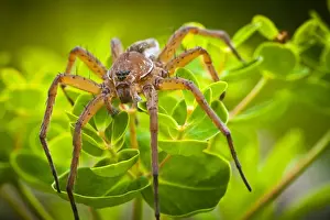 Brandenburg Prints: Raft Spider -Dolomedes fimbriatus- on Marsh Spurge -Euphorbia palustris