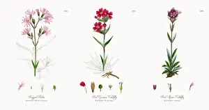 Ragged Robin, Lychnis Flos-cuculi, Victorian Botanical Illustration, 1863