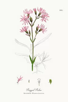 Images Dated 4th October 2017: Ragged Robin, Lychnis Flos-cuculi, Victorian Botanical Illustration, 1863