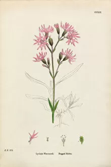Images Dated 18th February 2017: Ragged Robin, Lychnis Flos-cuculi, Victorian Botanical Illustration, 1863