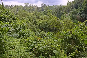 Images Dated 19th July 2014: Rain forest in Ubud Monkey Forest, Ubud, Bali, Indonesia