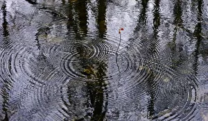 Images Dated 24th April 2012: Rain ripples