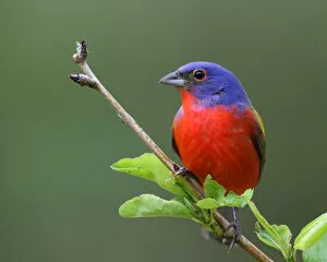Images Dated 1st December 2011: Rainbow boy (Painted Bunting)