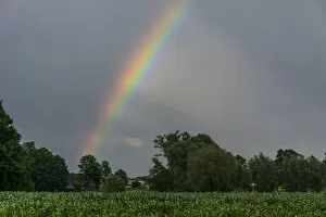 Images Dated 1st July 2014: Rainbow over a cornfield, North Rhine-Westphalia, Germany