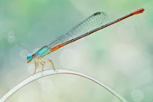 Images Dated 25th June 2012: Rainbow Damselfly