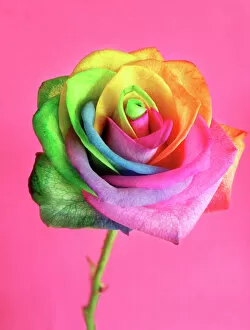 Images Dated 5th September 2018: Rainbow rose