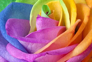 Rainbow Rose Close Up