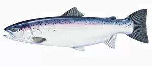 Images Dated 30th January 2007: Rainbow trout (Oncorhynchus mykiss), Redband trout, Steelhead Trout