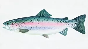 Images Dated 9th March 2006: Rainbow Trout, Oncorhynchus mykiss, side view