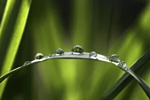 Images Dated 10th May 2013: Raindrops on a bulrush, Biberach an der Riss, Upper Swabia, Baden-Wurttemberg, Germany