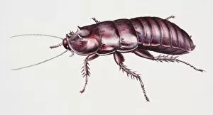 Arthropoda Gallery: Rainforest cockroach, side view
