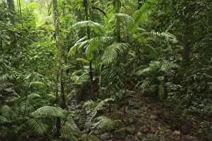 Daintree River National Park Prints: Rainforest, Daintree National Park