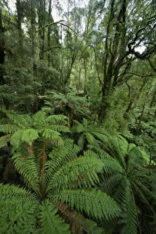 Images Dated 13th May 2010: Rainforest, Great Otway National Park, Australia