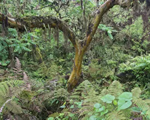 Images Dated 26th December 2012: Rainforest, Isabela Island, Galapagos Islands, Ecuador