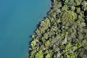 Aerial Collection: Rainforest Meeting Water