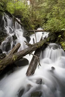 Paul Souders Photography Gallery: Rainforest, Misty Fjords National Monument, Alaska
