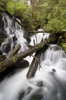Alaska Prints: Rainforest, Misty Fjords National Monument, Alaska