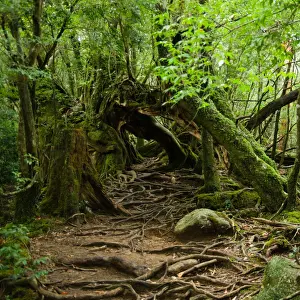 Kagoshima Prefecture Prints: Rainforest trail, Yakushima Island, Japan