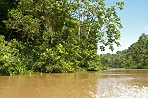 Images Dated 5th March 2012: Rainforest, vegetation along the Tiputini river, Yasuni National Park, Ecuador, South America