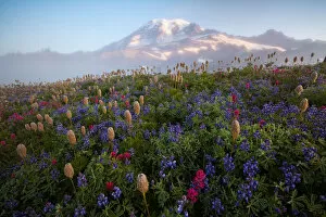 Jesse Estes Landscape Photography Collection: Rainier wildflowers