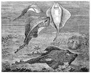 Aquatic Mammal Prints: Raja clavata