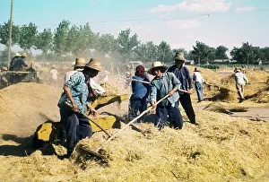 Raking Wheat on Chinese Commune
