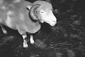 Ram Animal Prints: Ram, (B&W), elevated view