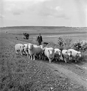 Roles And Prints: Ram Lambs