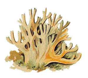 Ramaria formosa, commonly known as the beautiful clavaria, handsome clavaria, yellow-tipped